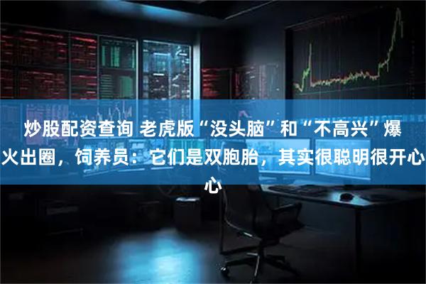 炒股配资查询 老虎版“没头脑”和“不高兴”爆火出圈，饲养员：它们是双胞胎，其实很聪明很开心